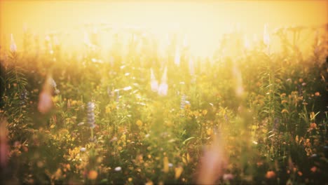 Wilde-Feldblumen-Bei-Sommersonnenuntergang